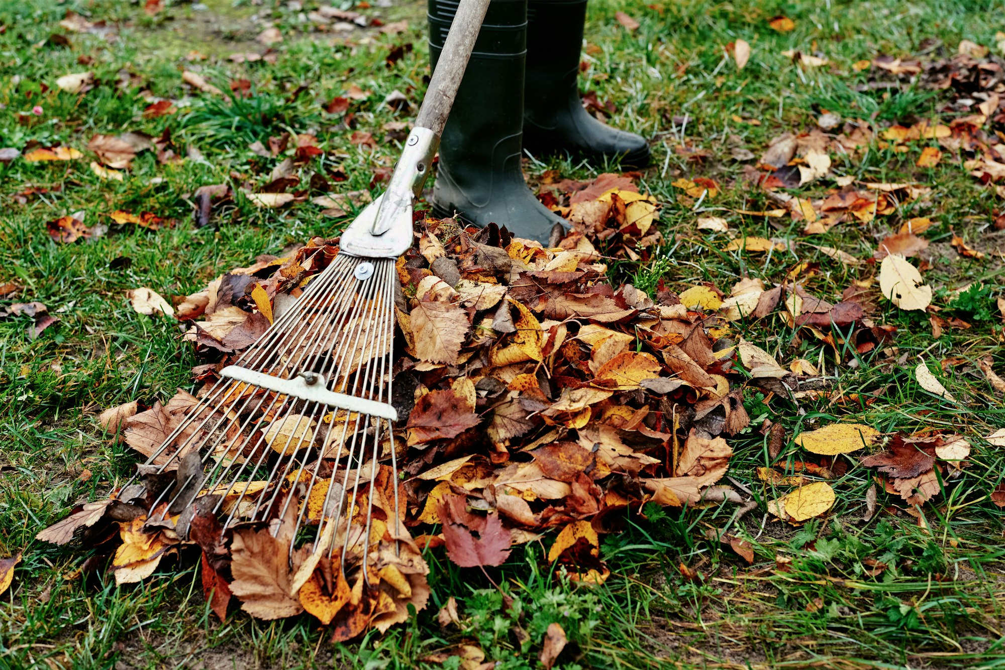 Woman raking pile of fall leaves at garden with rake